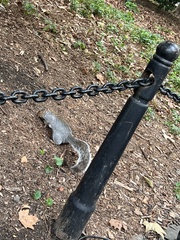 Sciurus carolinensis