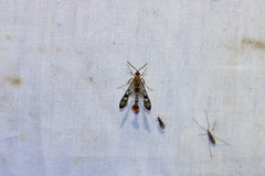Synanthedon acerni