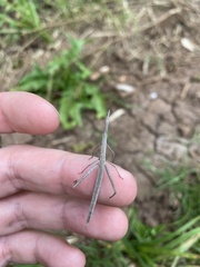 Tetanorhynchini
