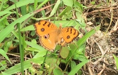 Junonia almana javana