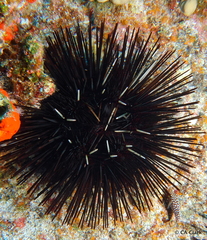 Echinothrix