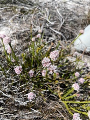 Sorocephalus lanatus