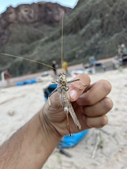 Capnobotes occidentalis