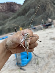 Capnobotes occidentalis