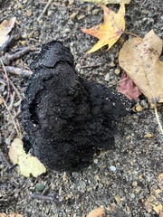 Scleroderma polyrhizum