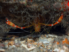 Stenopus scutellatus