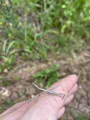 Tetanorhynchini