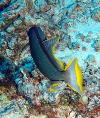 Xanthichthys auromarginatus
