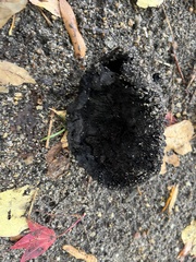 Scleroderma polyrhizum