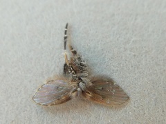 Clogmia albipunctata