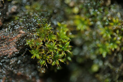 Syntrichia papillosa