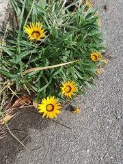 Gazania linearis