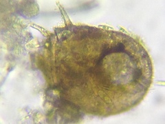 Centropyxis constricta