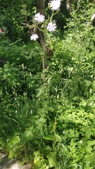 Cicerbita macrophylla uralensis