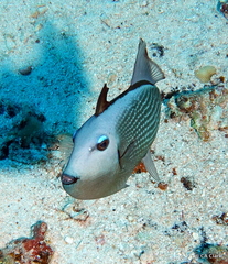 Xanthichthys auromarginatus