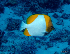 Hemitaurichthys polylepis