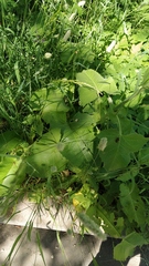 Cicerbita macrophylla uralensis