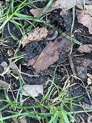 Myriapoda