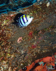 Abudefduf vaigiensis