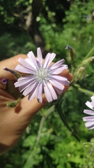 Cicerbita macrophylla uralensis