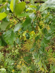 Alnus glutinosa