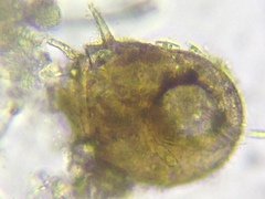 Centropyxis constricta