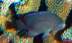 Plectroglyphidodon johnstonianus