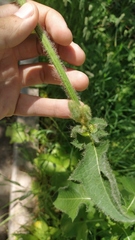 Cicerbita macrophylla uralensis