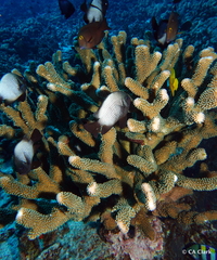 Pocillopora grandis