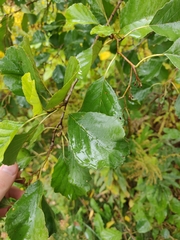 Alnus glutinosa