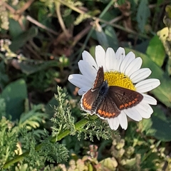 Aricia agestis