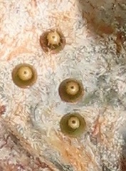 Peratodonta