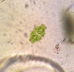 Euastrum sinuosum
