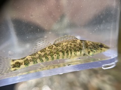 Etheostoma zonale