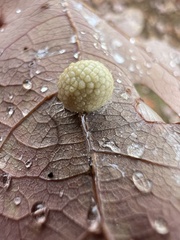 Acraspis pezomachoides