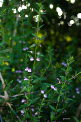 Scutellaria racemosa