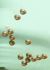 Peratodonta