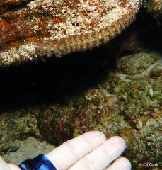 Pteraeolidia semperi