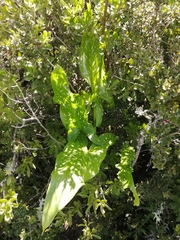 Zantedeschia albomaculata