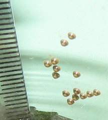 Peratodonta