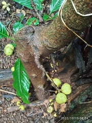 Ficus hispida