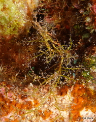 Hydrozoa