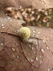 Acraspis pezomachoides