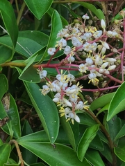 Ardisia compressa