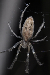 Larinia lineata