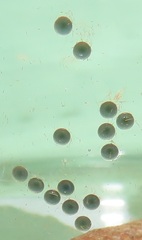Peratodonta