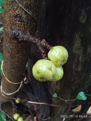 Ficus hispida