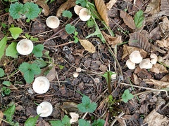 Mycena zephirus