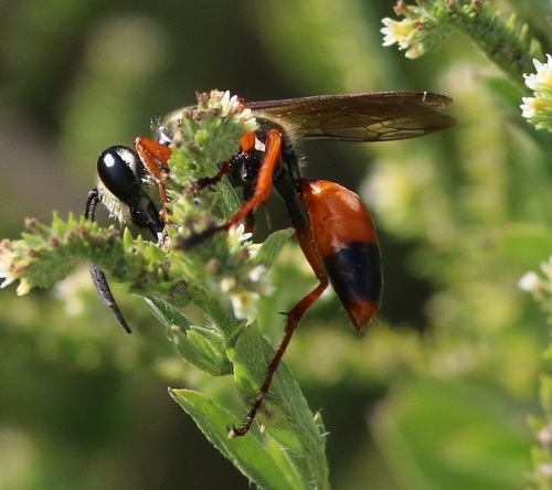 Sphex dorsalis photo 4