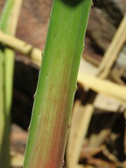 Bromelia reversacantha